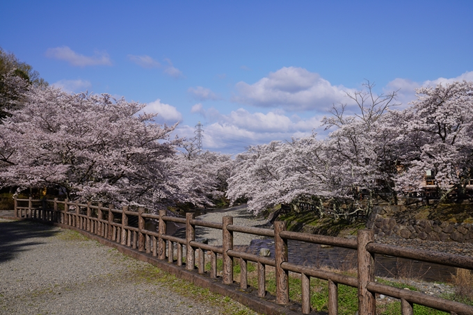 京都_桜_2020_43　七谷川　No84