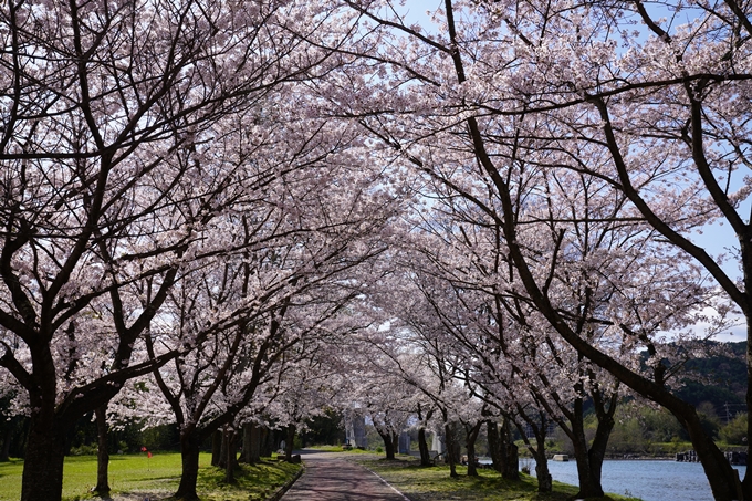 京都_桜_2020_44　大堰川緑地公園　No3