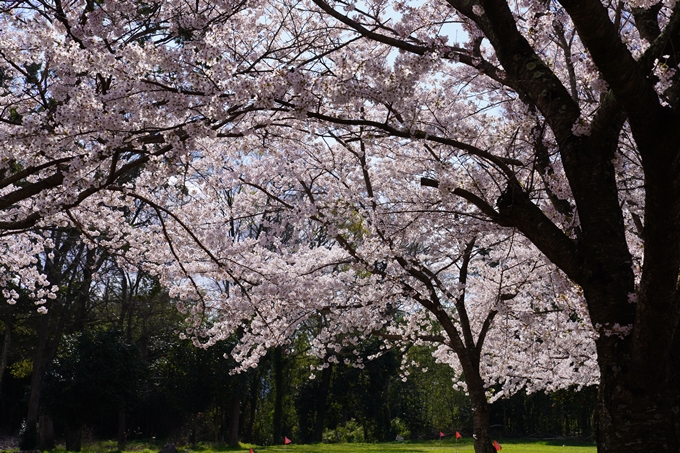 京都_桜_2020_44　大堰川緑地公園　No4