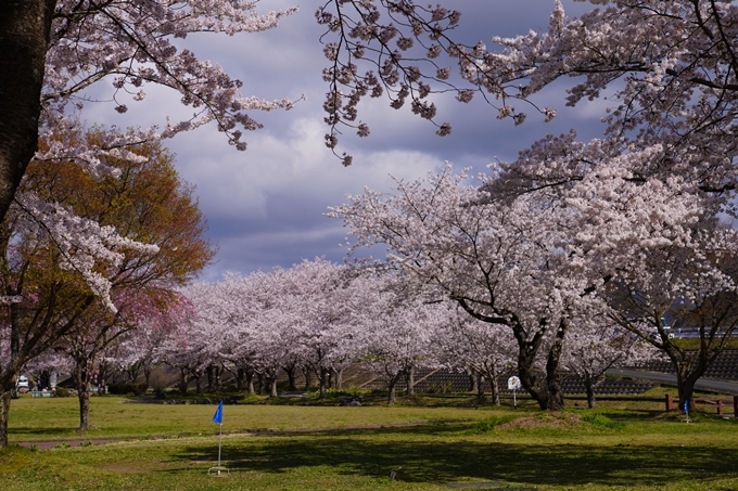 京都_桜_2020_44　大堰川緑地公園　No5