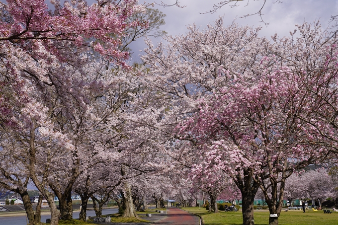 京都_桜_2020_44　大堰川緑地公園　No6