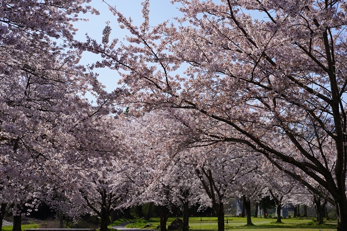 京都_桜_2020_44　大堰川緑地公園　No7