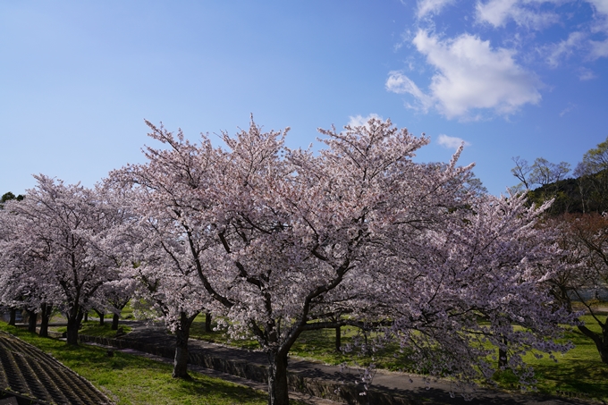 京都_桜_2020_44　大堰川緑地公園　No8