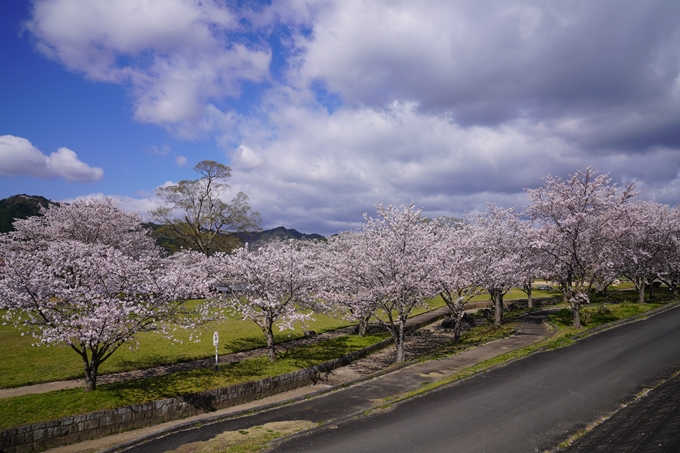 京都_桜_2020_44　大堰川緑地公園　No9