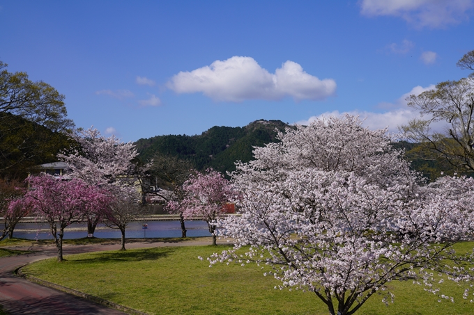 京都_桜_2020_44　大堰川緑地公園　No10