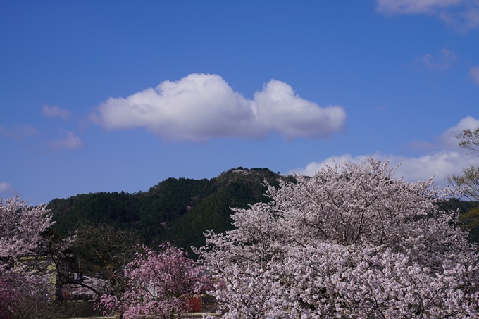 京都_桜_2020_44　大堰川緑地公園　No11