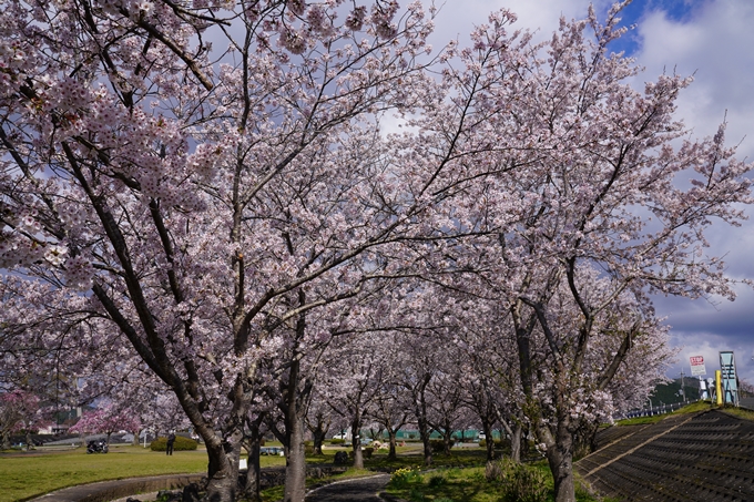 京都_桜_2020_44　大堰川緑地公園　No12