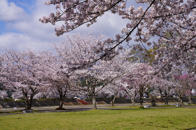 京都_桜_2020_44　大堰川緑地公園　No13