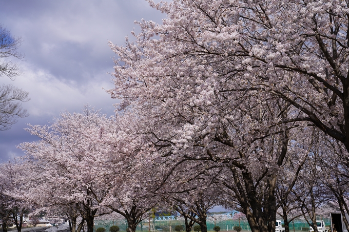 京都_桜_2020_44　大堰川緑地公園　No14