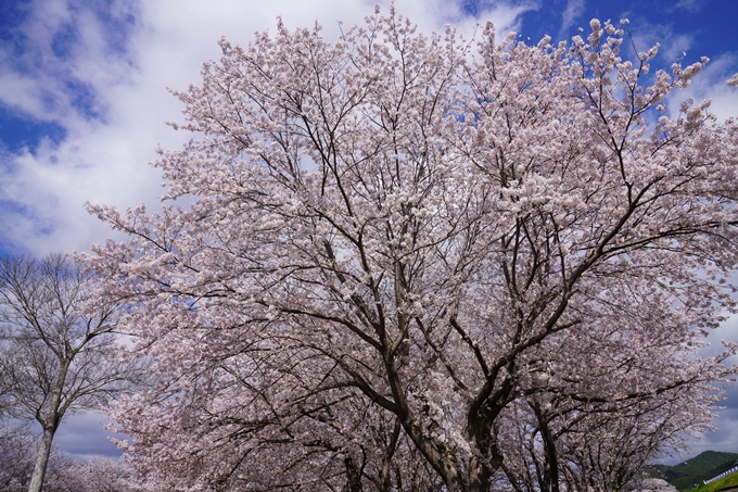 京都_桜_2020_44　大堰川緑地公園　No15