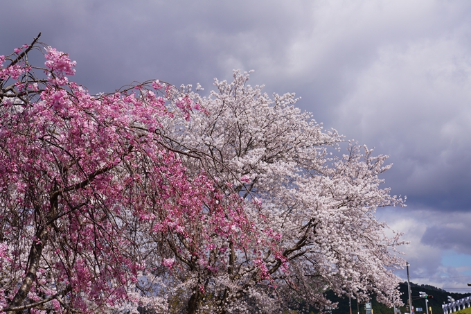 京都_桜_2020_44　大堰川緑地公園　No16