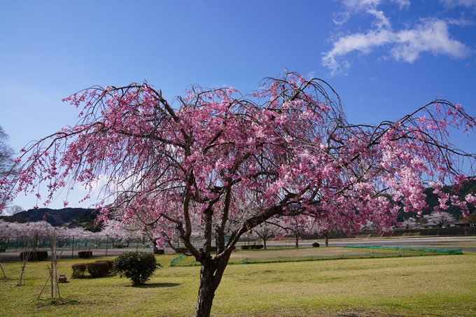 京都_桜_2020_44　大堰川緑地公園　No17