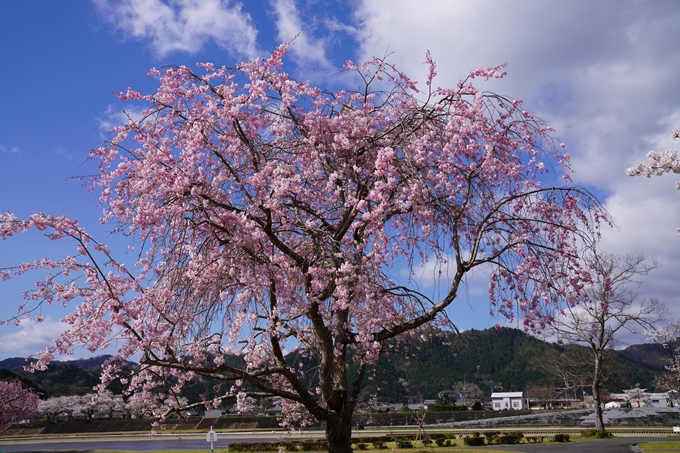 京都_桜_2020_44　大堰川緑地公園　No19