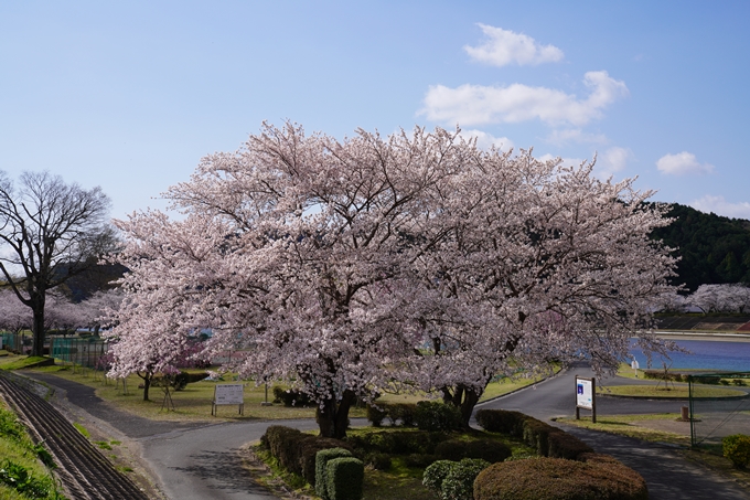 京都_桜_2020_44　大堰川緑地公園　No20