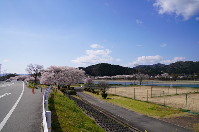 京都_桜_2020_44　大堰川緑地公園　No21