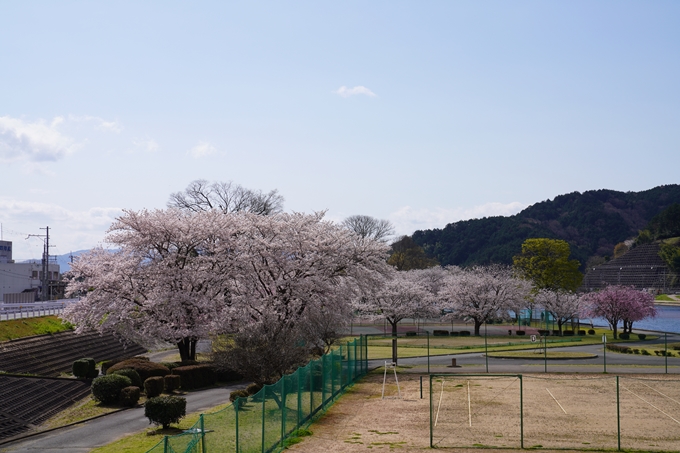 京都_桜_2020_44　大堰川緑地公園　No22