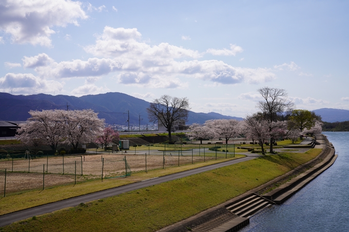 京都_桜_2020_44　大堰川緑地公園　No23