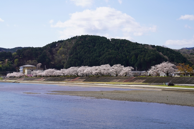 京都_桜_2020_44　大堰川緑地公園　No24