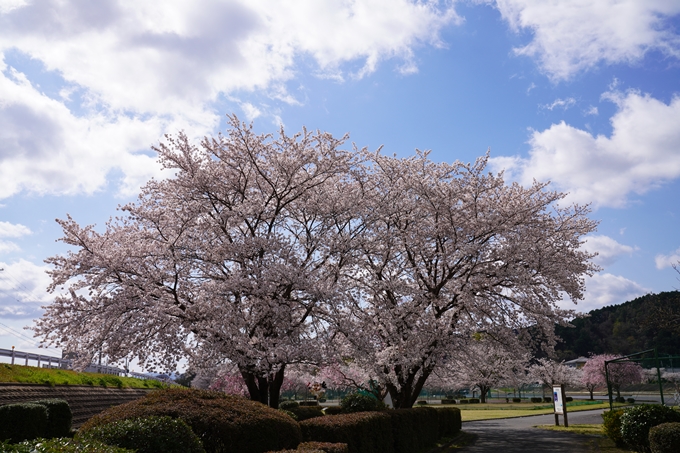 京都_桜_2020_44　大堰川緑地公園　No25