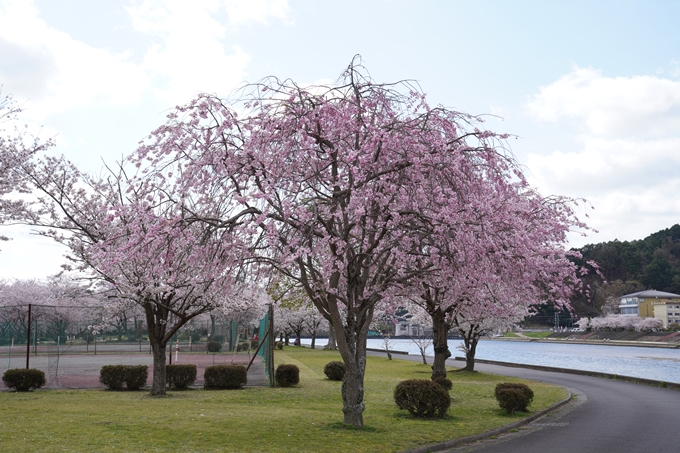 京都_桜_2020_44　大堰川緑地公園　No26