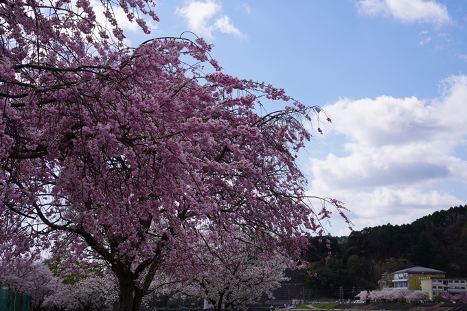 京都_桜_2020_44　大堰川緑地公園　No27