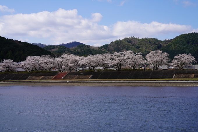 京都_桜_2020_44　大堰川緑地公園　No28