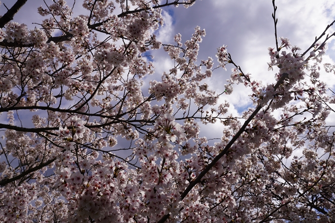 京都_桜_2020_44　大堰川緑地公園　No29