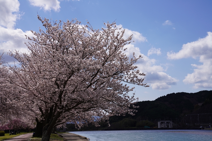 京都_桜_2020_44　大堰川緑地公園　No30