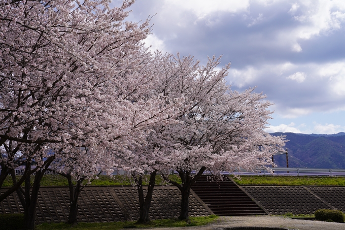 京都_桜_2020_44　大堰川緑地公園　No31