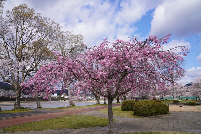 京都_桜_2020_44　大堰川緑地公園　No32