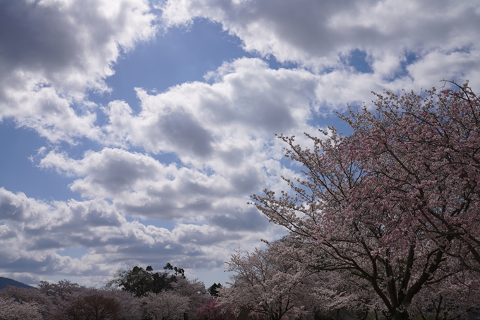 京都_桜_2020_44　大堰川緑地公園　No33