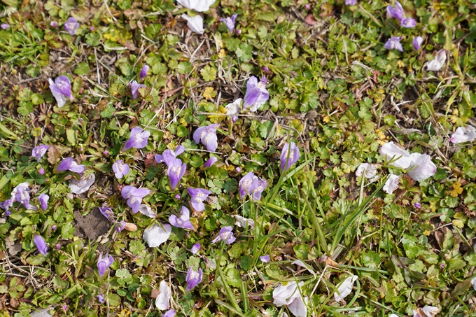 京都_桜_2020_44　大堰川緑地公園　No35