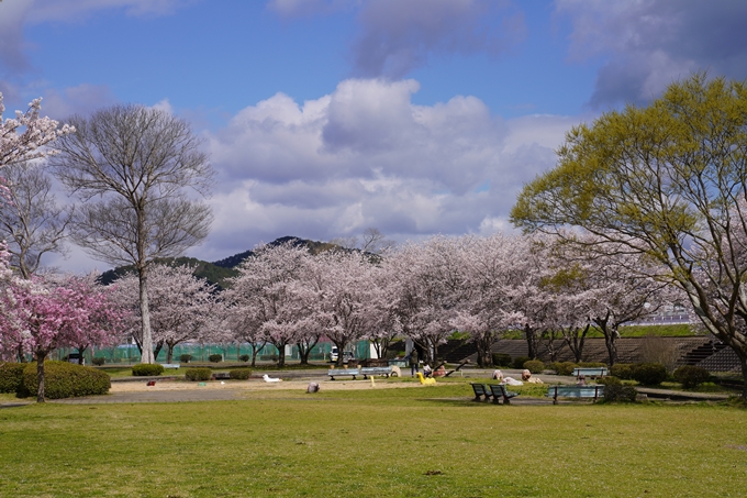 京都_桜_2020_44　大堰川緑地公園　No36