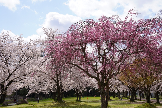 京都_桜_2020_44　大堰川緑地公園　No37