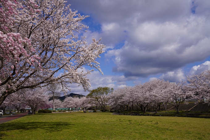 京都_桜_2020_44　大堰川緑地公園　No38