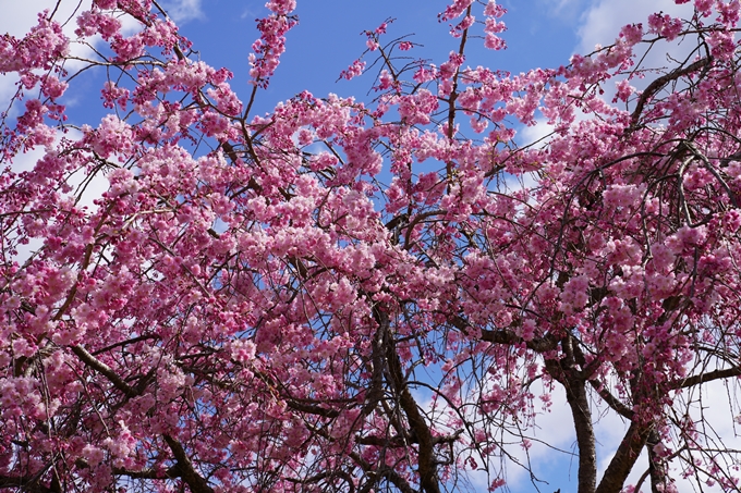 京都_桜_2020_44　大堰川緑地公園　No39