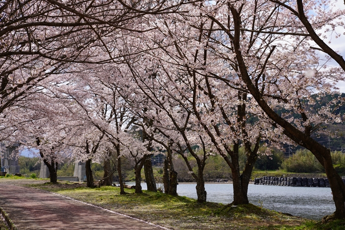 京都_桜_2020_44　大堰川緑地公園　No40