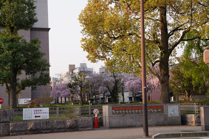 京都_桜_2020_46　裁判所　No2