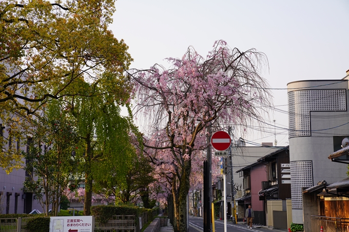 京都_桜_2020_46　裁判所　No3