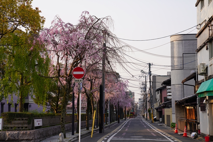 京都_桜_2020_46　裁判所　No4