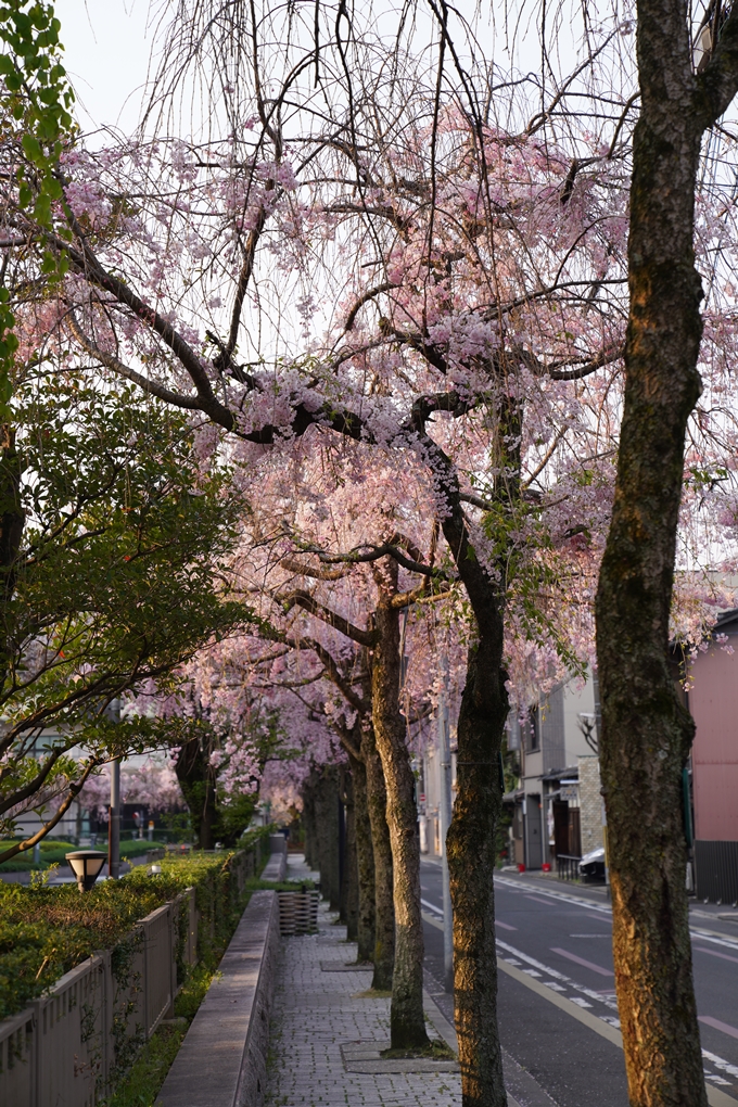 京都_桜_2020_46　裁判所　No5