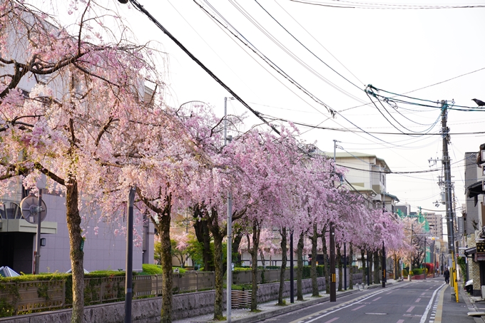 京都_桜_2020_46　裁判所　No6