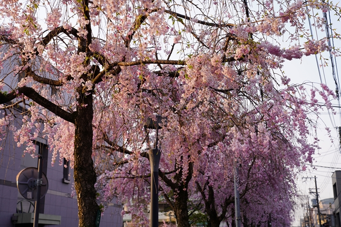 京都_桜_2020_46　裁判所　No7