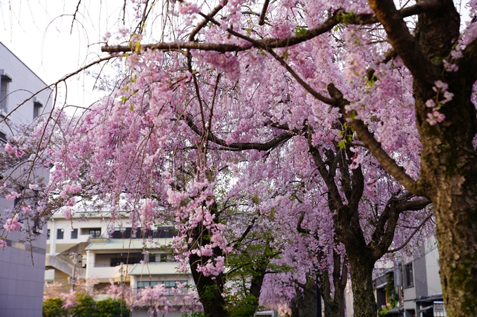 京都_桜_2020_46　裁判所　No8