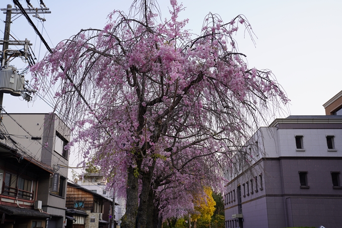 京都_桜_2020_46　裁判所　No9