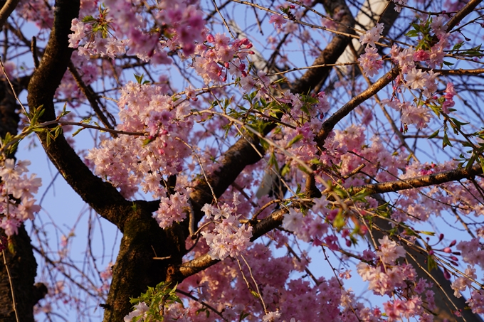 京都_桜_2020_46　裁判所　No10