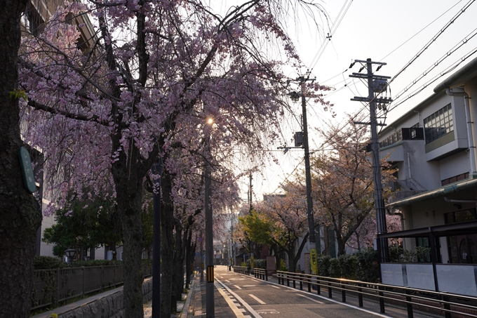 京都_桜_2020_46　裁判所　No11