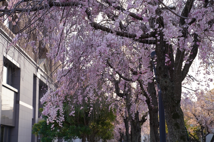 京都_桜_2020_46　裁判所　No12