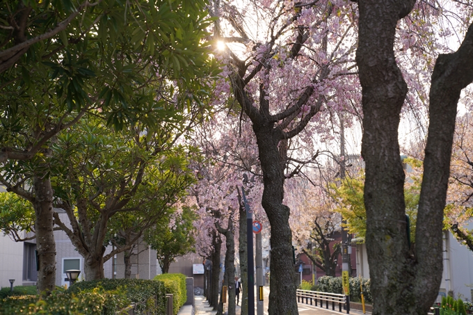 京都_桜_2020_46　裁判所　No13