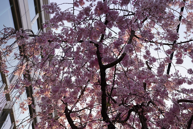 京都_桜_2020_46　裁判所　No15